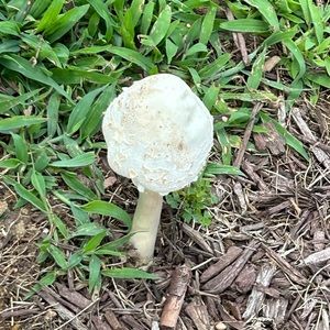 Meet your Posher, Vee